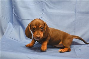 Amanda - Dachshund, Mini for sale