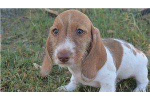 Cody - Dachshund, Mini for sale