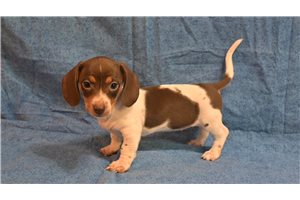 Kadeelyn - Dachshund, Mini for sale