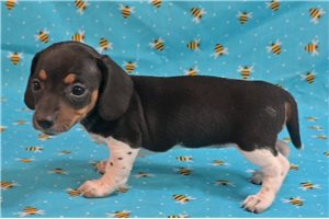 Kamila - puppy for sale