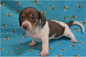Kadeelyn - puppy for sale