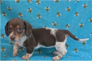 Kali - Mini Dachshund for sale