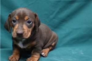 Amanda - Dachshund, Mini for sale