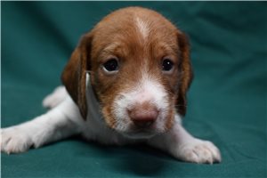 Cody - puppy for sale