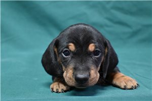 Gourley - puppy for sale