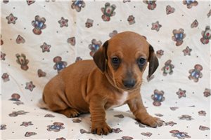 Valentino - Dachshund, Smooth for sale