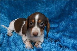 Valerie - Smooth Dachshund for sale