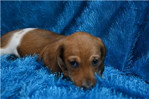 Valor - Smooth Dachshund for sale