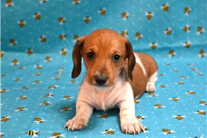 Valor - Smooth Dachshund for sale