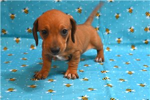 Valentino - Dachshund, Smooth for sale