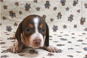 Valerie - Dachshund, Smooth for sale