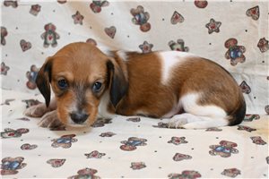 Valor - Dachshund, Smooth for sale