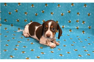 Valerie - Smooth Dachshund for sale