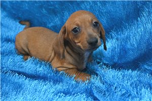 Valentino - Smooth Dachshund for sale