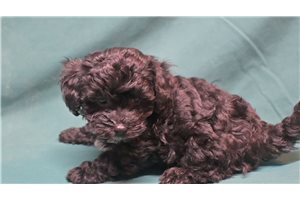 Mateo - Mixed/Other for sale