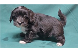 Maverick - Mixed/Other for sale