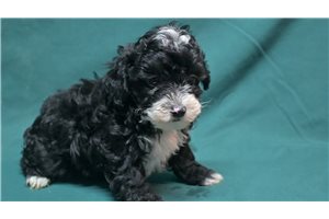 Matthew - Mixed/Other for sale