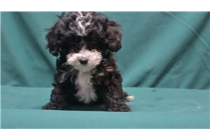 Mila - Mixed/Other for sale