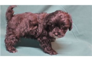 Michael - Mixed/Other for sale