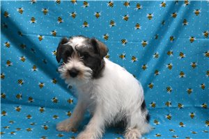 Cadence - puppy for sale