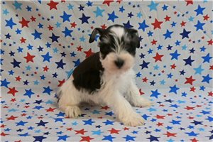 Murray - Schnauzer, Miniature for sale