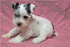 Neely - Schnauzer, Miniature for sale