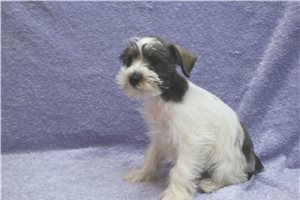 Cadence - Miniature Schnauzer for sale