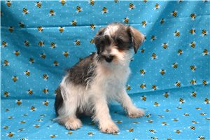 Colby - Schnauzer, Miniature, placed in Springfield
