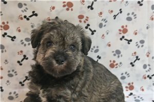 Lester - Miniature Schnauzer for sale