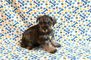 Lester - Schnauzer, Miniature for sale
