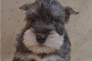 Vincent - Schnauzer, Miniature for sale