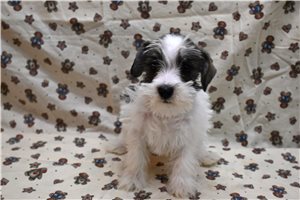 Crystal - Schnauzer, Miniature for sale