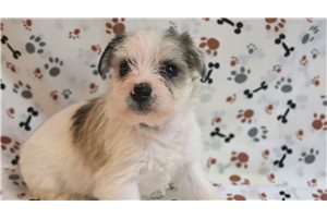 Minnie - Schnauzer, Miniature for sale