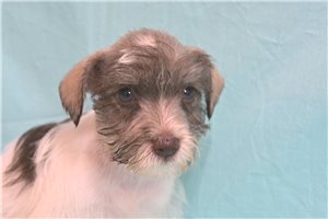 Chuckles - Schnauzer, Miniature for sale