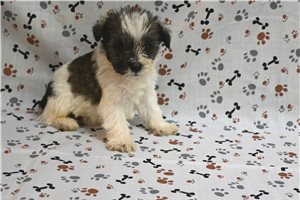 Crystal - Schnauzer, Miniature for sale