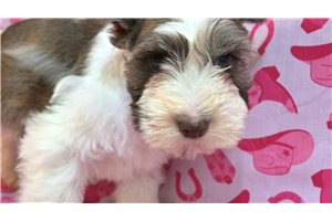 Tucker - puppy for sale