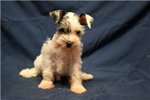 Neely - Schnauzer, Miniature for sale