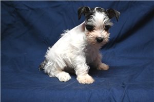 Nick - Schnauzer, Miniature for sale
