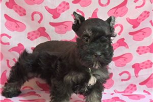 Tiffany - Schnauzer, Miniature for sale