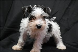 Nick - Schnauzer, Miniature for sale