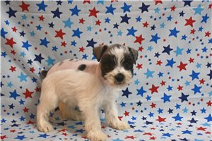 Chuckles - Schnauzer, Miniature for sale