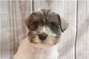 Chuckles - Schnauzer, Miniature for sale