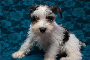 Nick - Miniature Schnauzer for sale