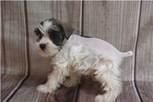 Crystal - Schnauzer, Miniature for sale