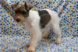 Chuckles - Miniature Schnauzer for sale