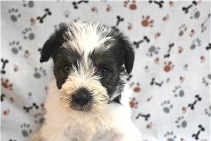 Cadence - puppy for sale