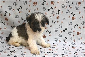 Colby - Schnauzer, Miniature for sale