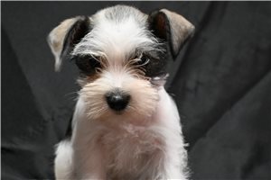 Niles - Schnauzer, Miniature for sale
