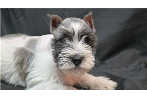 Malachi - Schnauzer, Miniature for sale