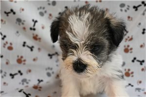 Charlie - Schnauzer, Miniature for sale